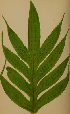 Microsorum membranifolium