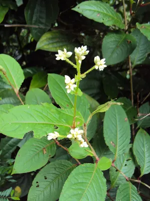 Persicaria chinensis