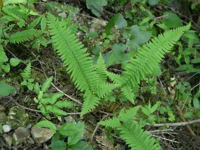 Polystichum tripteron