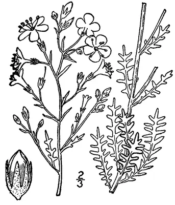 Sticky gilia