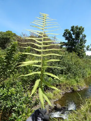 Christella parasitica