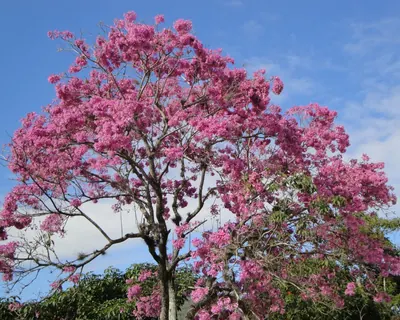 Pink trumpet tree