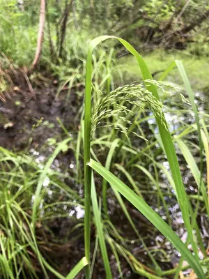 Glyceria lithuanica