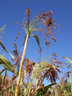 Common wild sorghum