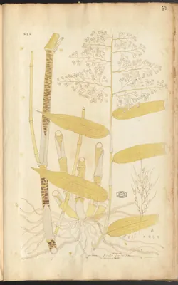 Lasiacis maculata