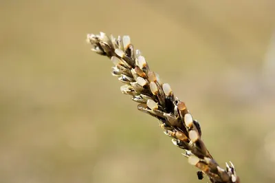 Sporobolus africanus