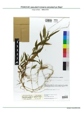 Pseudechinolaena polystachya