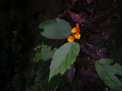 Begonia pulcherrima