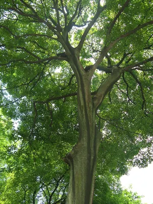 Chinese Celtis
