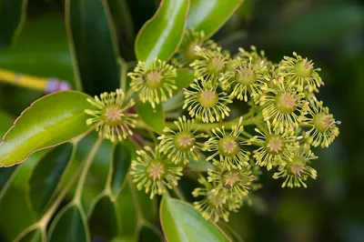 Wheel tree