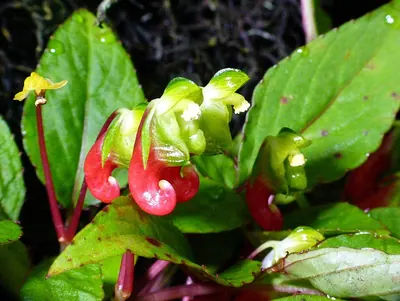 Impatiens parasitica