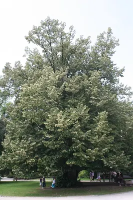 Silver Lime