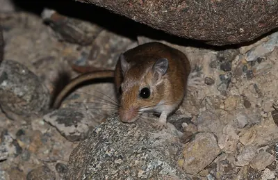 Wagner's gerbil