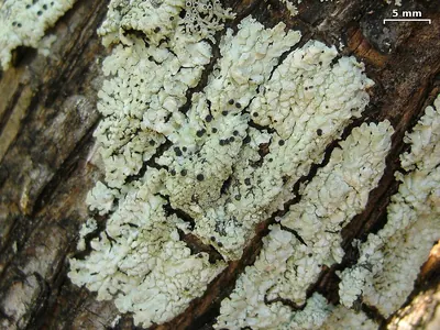 Pyxine lichen