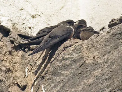 Eurasian Crag Martin