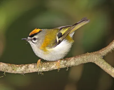 Madeiran Kinglet