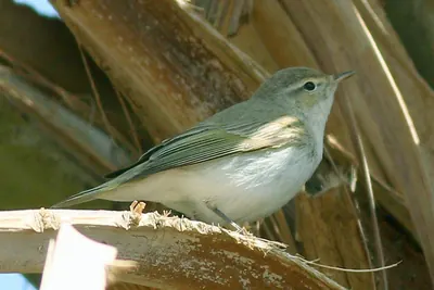Eastern bonelli’s warbler