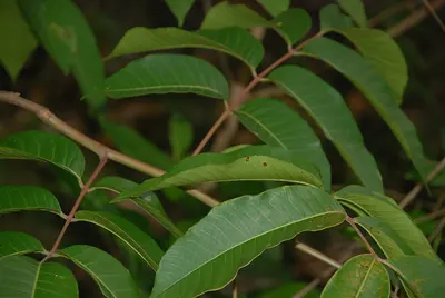 Toxicodendron striatum