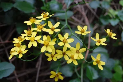 Creeping groundsel