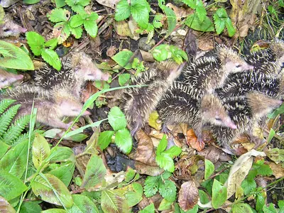 Tail-less Tenrec