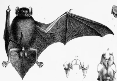 Narrow-winged Pipistrelle