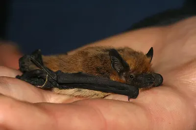 Kuhl’s Pipistrelle