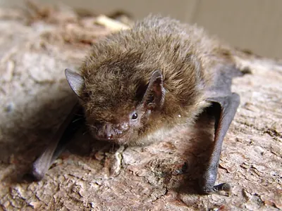 Nathusius’s Pipistrelle