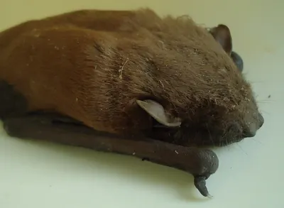 Lesser Asian House Bat