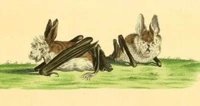 Hairy Slit-faced Bat