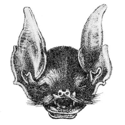 Macleay's Mustached Bat
