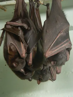 Little Red Flying Fox