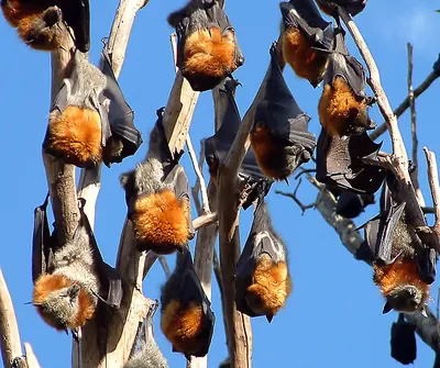 Gray-headed Flying Fox