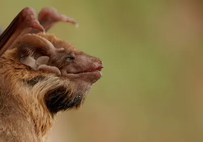 Black-bearded Tomb Bat