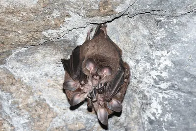 Big-eared Wooly Bat