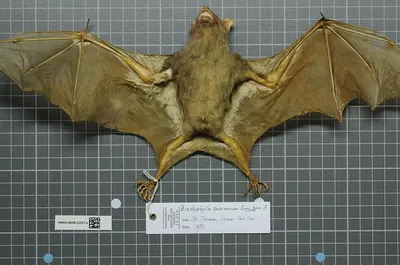 Antillean Fruit-eating Bat