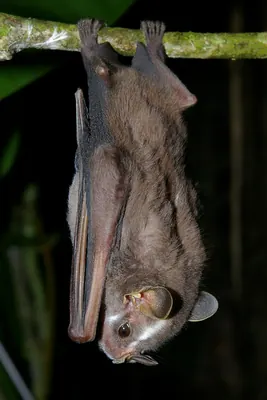 Heller's Broad-nosed Bat.