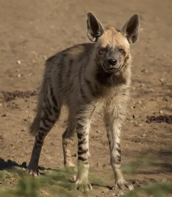 Striped hyaena
