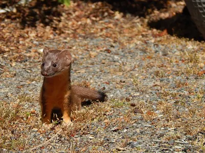 Long-tailed Weasel