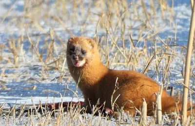 Siberian Weasel
