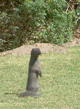 Small Grey Mongoose