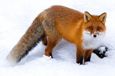 Red fox