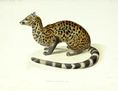 Servaline Genet