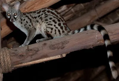 Common genet
