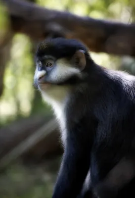 Redtail Monkey