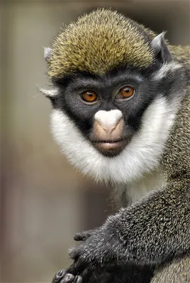 Lesser Spot-nosed Guenon