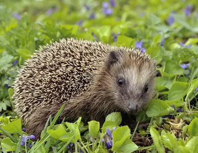 Western European Hedgehog