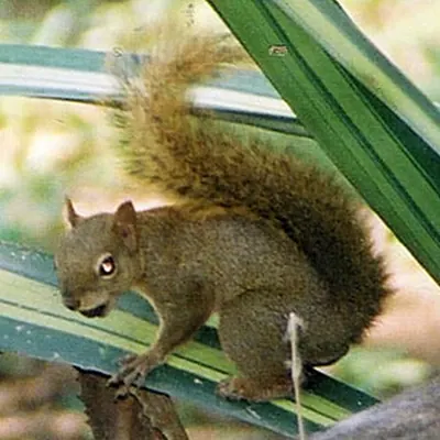 Bolivian Squirrel