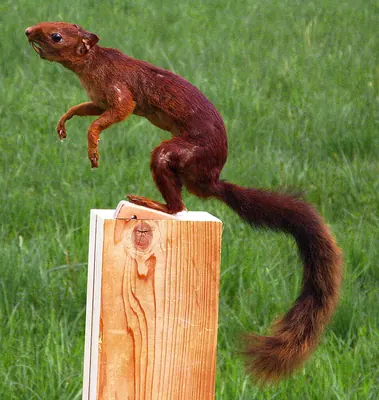 Southern Amazon Red Squirrel