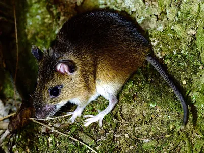 Large Japanese Field Mouse