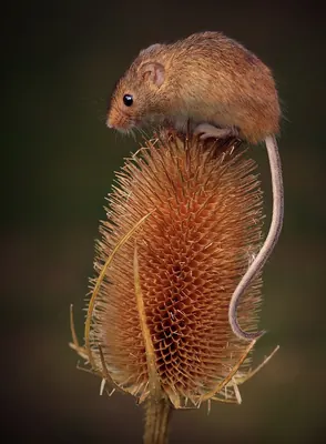 Eurasian Harvest Mouse